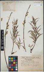 Foto von Salix viminalis L.